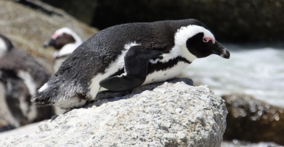 Přírodní tragédie. Desítky ohrožených tučňáků ubodal roj včel