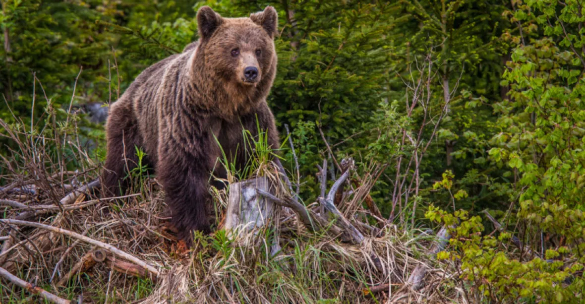 Turista se chtěl v Tatrách vyfotit s medvědem. Zvíře ho kouslo do nohy