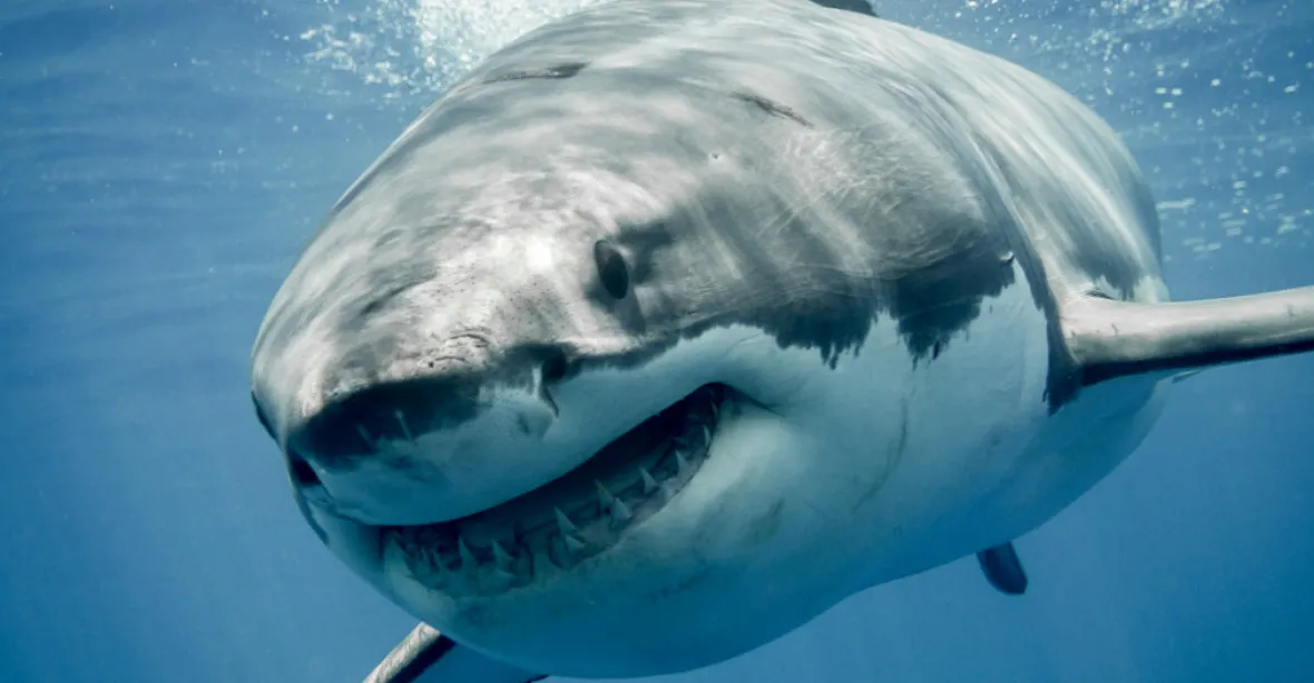 Velký bílý žralok útočí na lidi omylem, ukázala studie