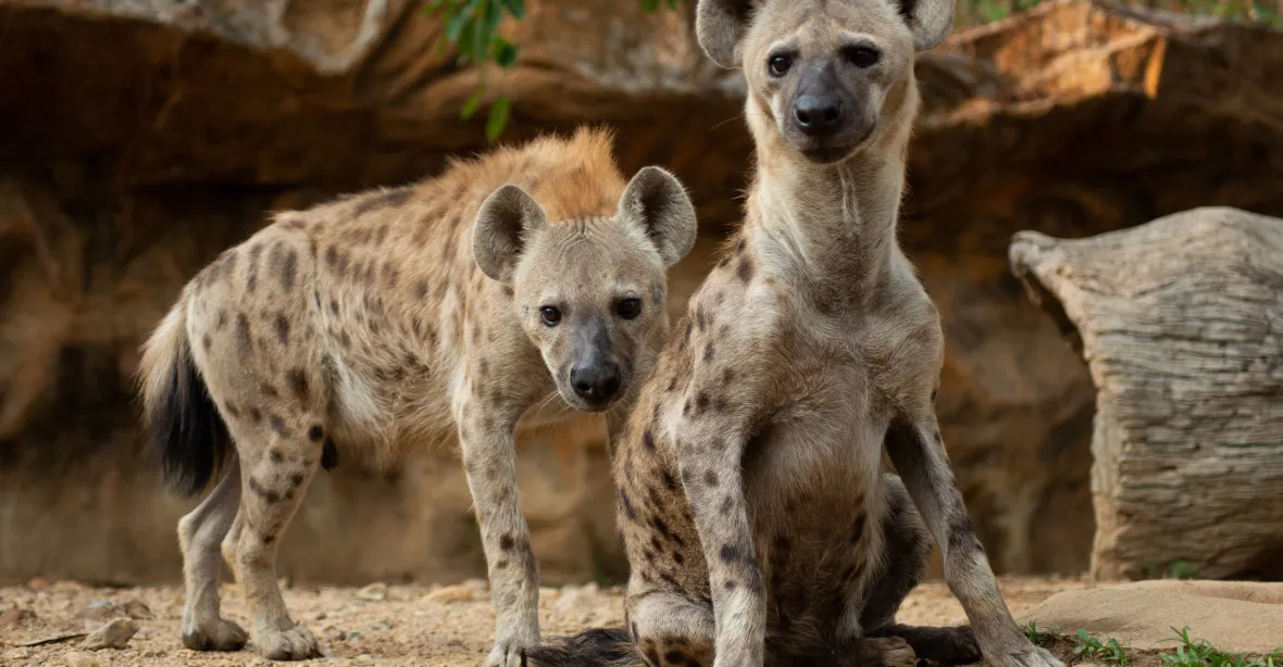Hyeny se nakazily covidem. „Uzdraví se, přežijí i antrax,“ napsala zoo v Denveru