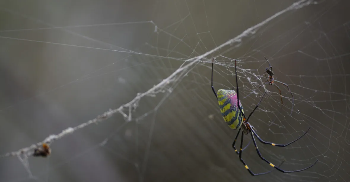 Invaze obřích pavouků: pavučiny jsou tlusté i tři metry