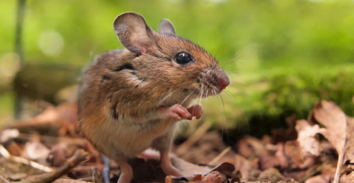Omikron pochází z myší nakažených koronavirem od lidí, ukazují studie