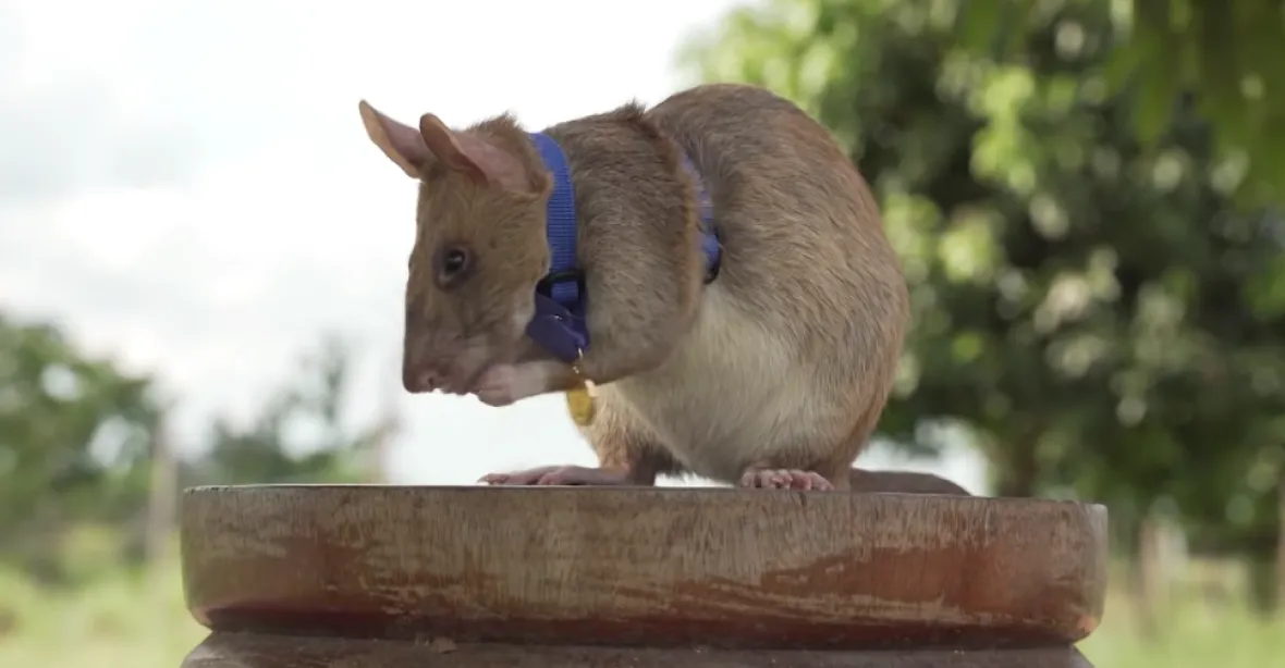 Uhynula krysa, která dostala medaili za hledání nášlapných min