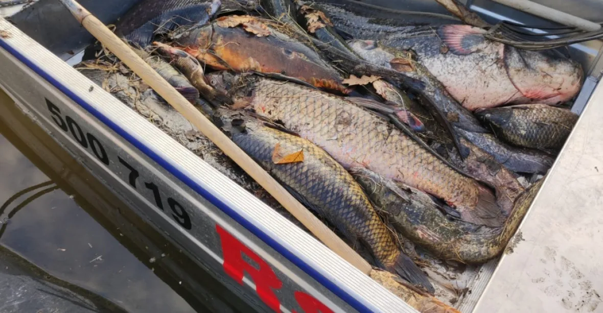 Rybáři vylovili z Labe stovky kilogramů otrávených ryb. Ukázali na papírny ve Štětí