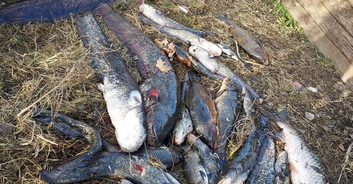 Stovky kilogramů mrtvých ryb v Labi zřejmě zabil louh