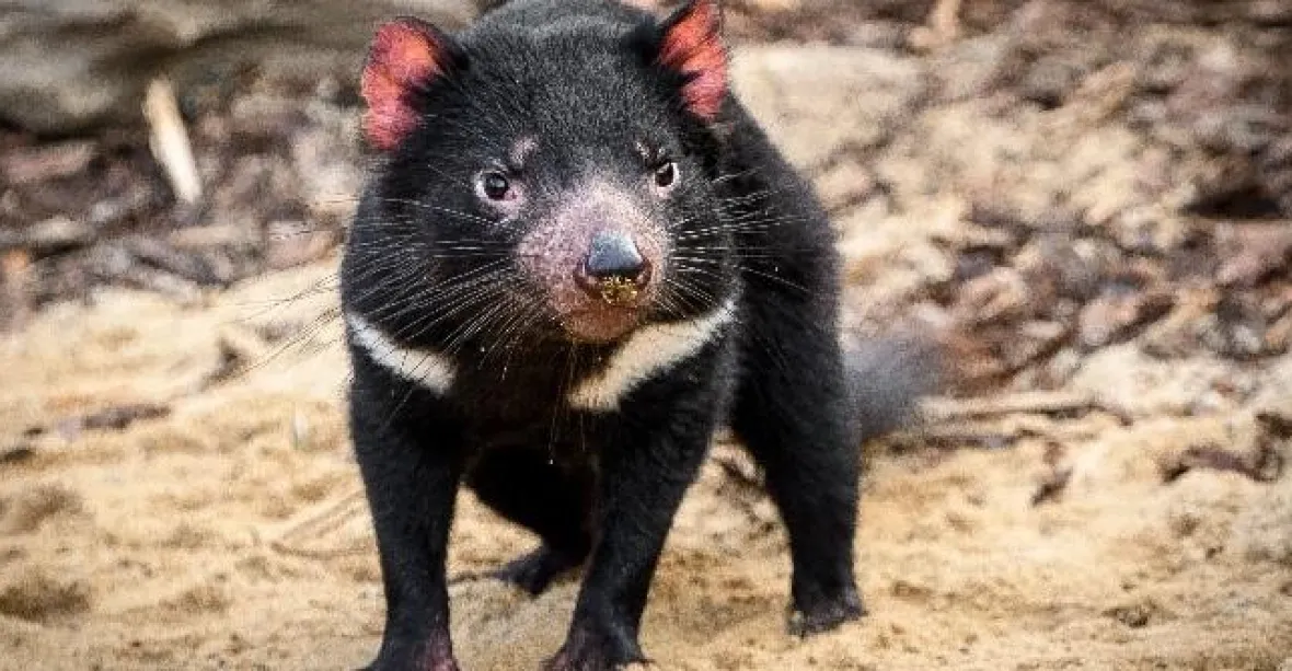 Pražská zoo přišla o tasmánského čerta