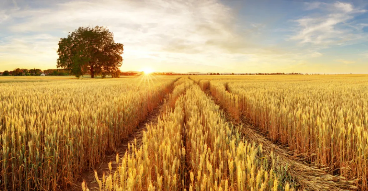 Další rána pro ceny potravin: Indie, druhý největší výrobce pšenice, zakázala její vývoz