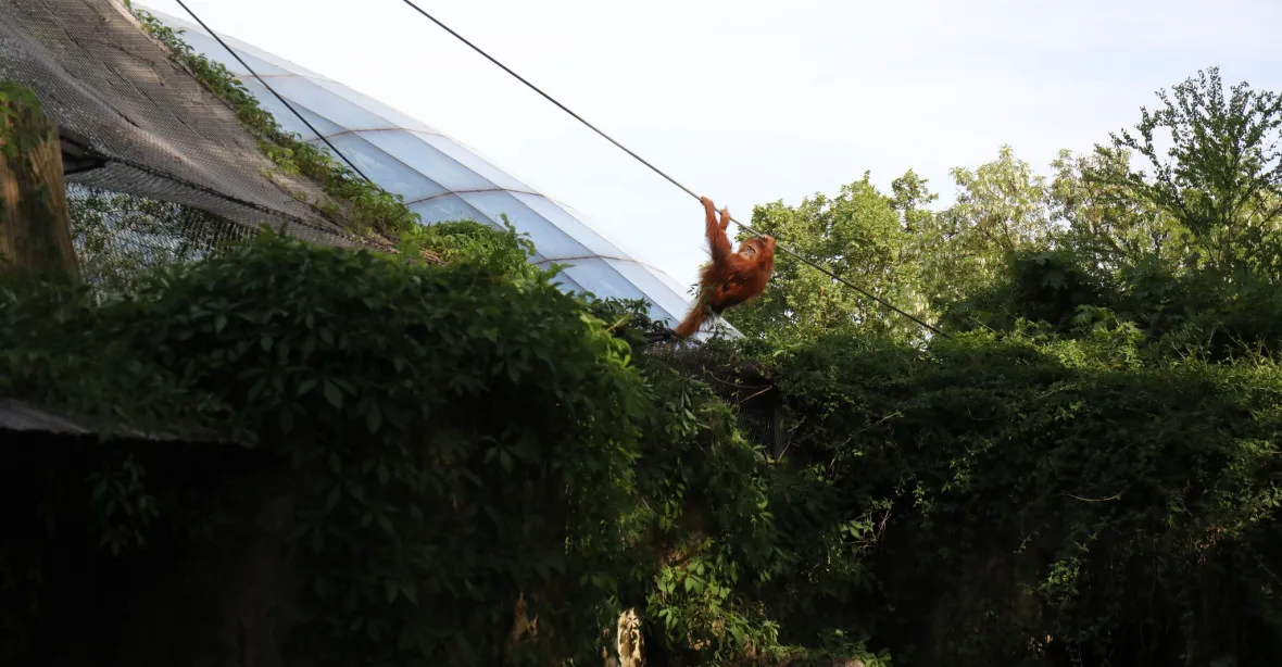 Orangutani v pražské zoo utekli z výběhu, zpět je nalákal banán