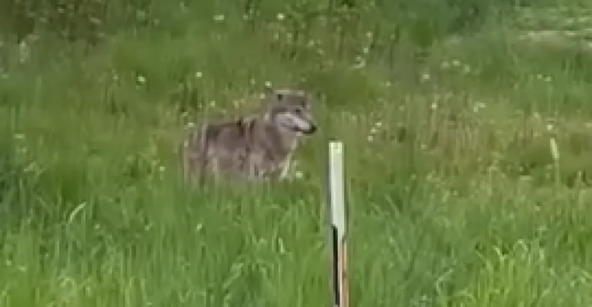 VIDEO: V českých Vlčicích natočili dva vlky