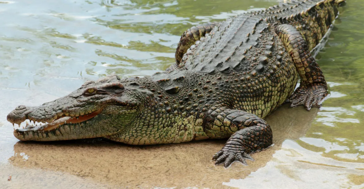 Na dva Američany v mexickém letovisku při koupání zaútočil krokodýl