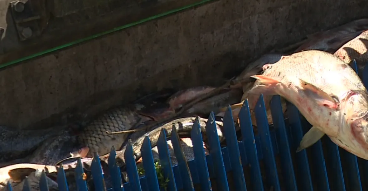 V Dyji zahynulo více ryb než dřív v Bečvě. Rybáři jich vylovili už přes 40 tun