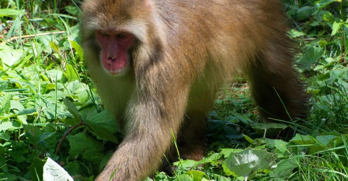 V Japonsku byl dopaden a zabit jeden z agresivních makaků. Opice za měsíc zranily 49 lidí