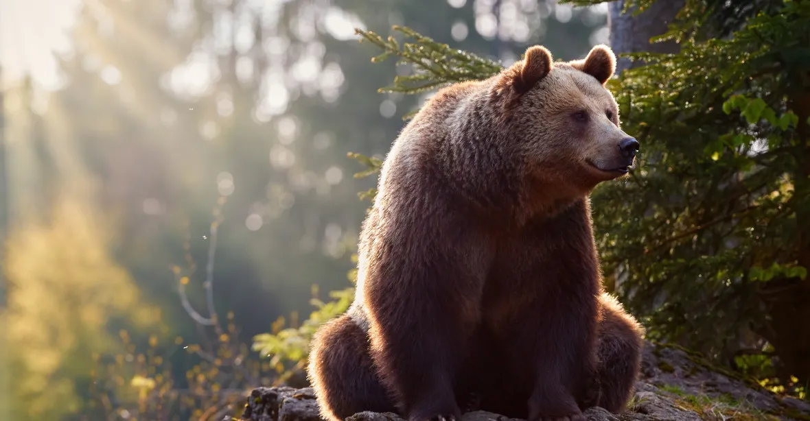 Medvědů je na Slovensku tisícovka. Ztrácí plachost a jdou blíže lidem