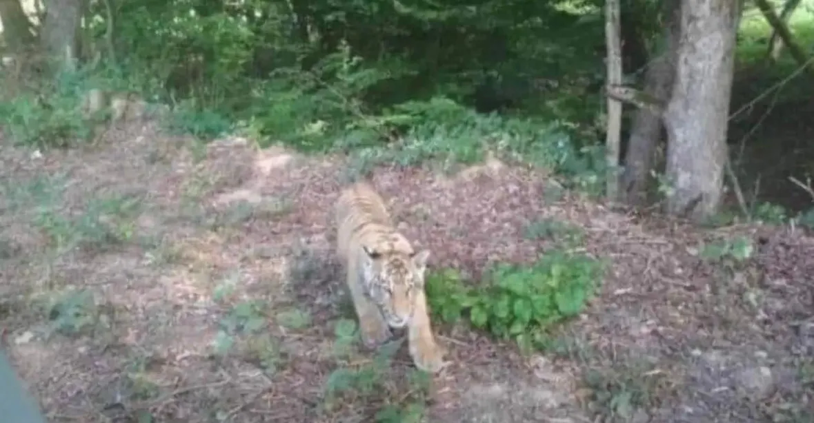 Na východě Slovenska se pohybuje tygr, šelma utekla z ukrajinské zoo
