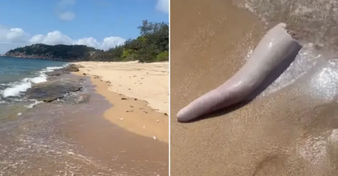 VIDEO: Záhadný nález na australské pláži. Vyplavilo moře obří velrybí penis?