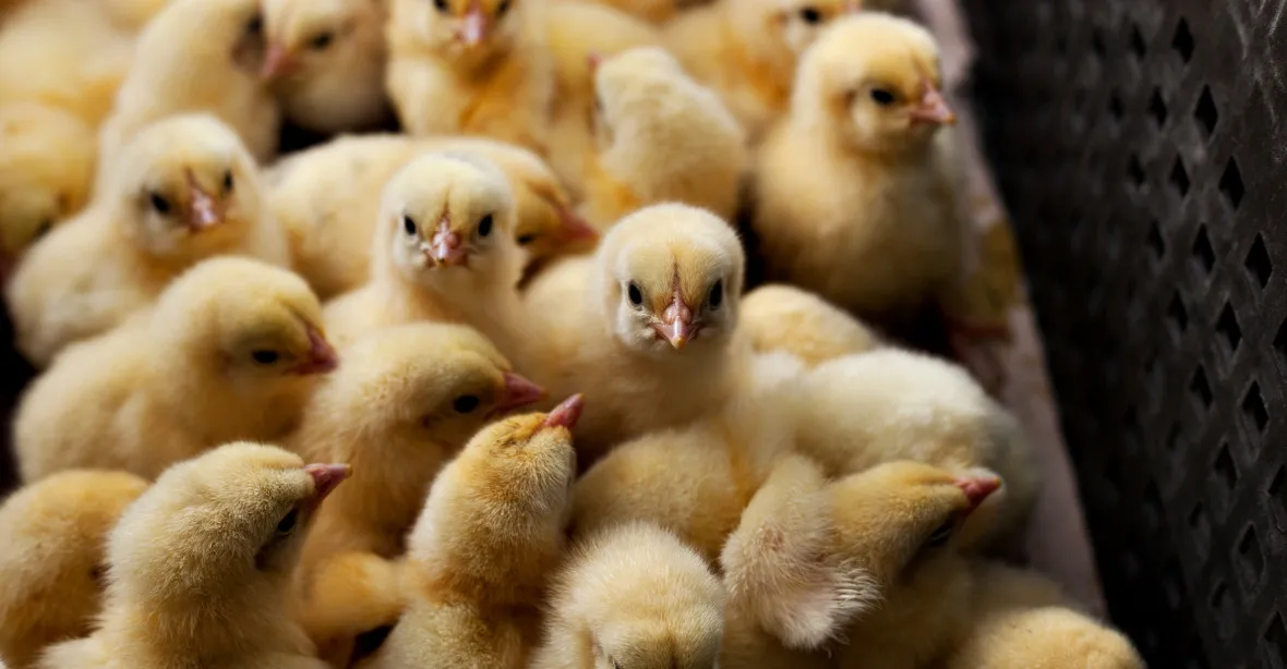 Německo a Francie chtějí zachránit stamiliony samčích kuřat před vybíjením