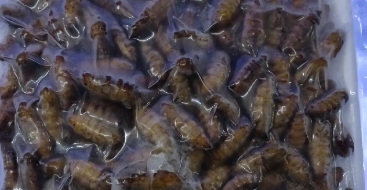 Kontrola odhalila na Žižkově zakázaný hmyz připravený k prodeji