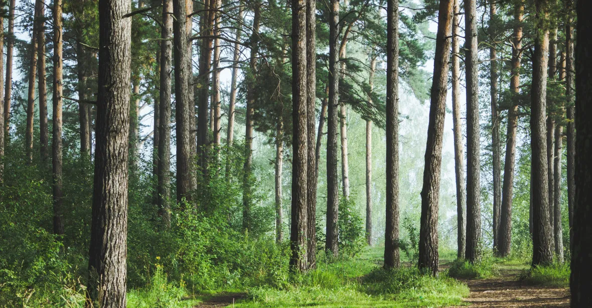 „Máme nejpřísnější lesní zákon v Evropě: vlastník musí mít právo na kácení a boj s kůrovcem“