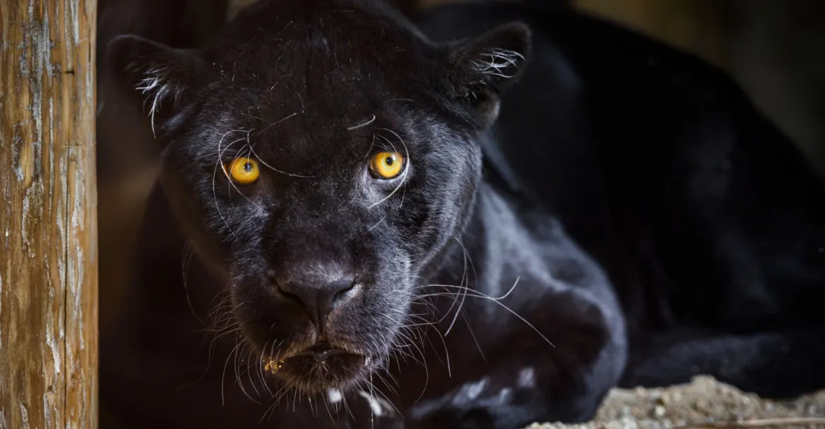 V zoo o Vánocích nečekaně uhynul jaguár