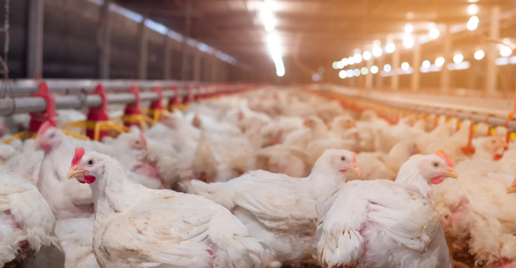 Ptačí chřipka řádí v Sedlčanech: velkochov utratí 12 000 kuřat a 1000 krůt
