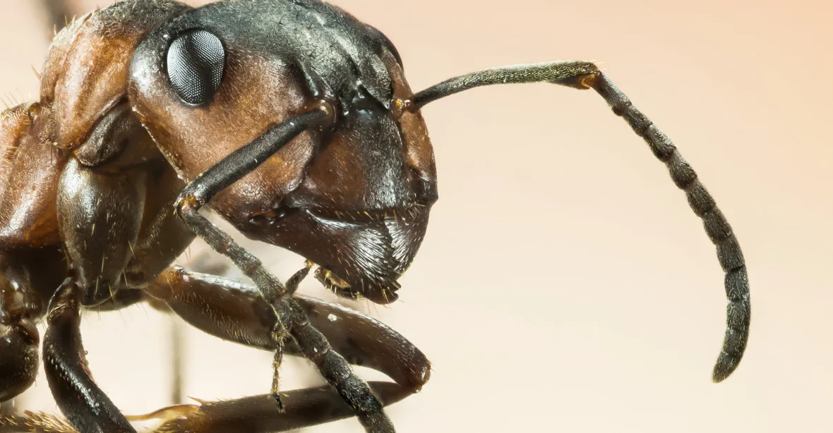Mravenci dokáží vyčenichat rakovinu, potvrdili vědci