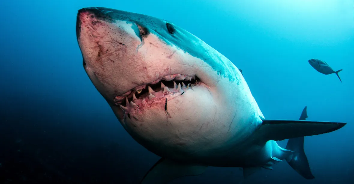 Rybáři se potápění stalo osudným. Bílý žralok mu zřejmě uťal hlavu