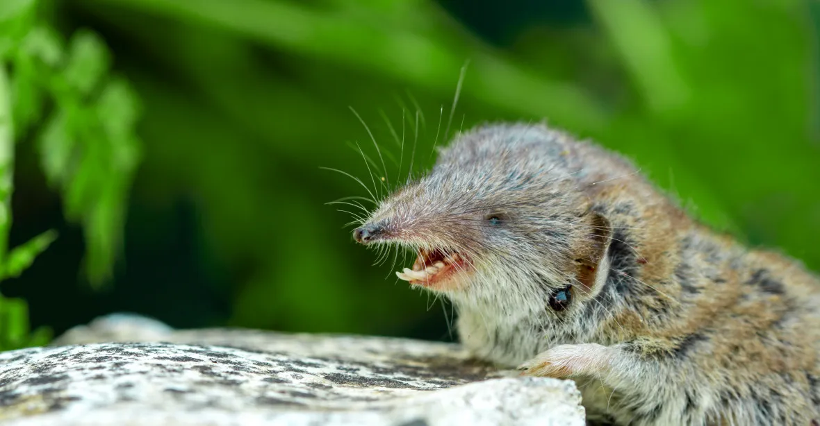 Strach v Bavorsku, lidé se bojí neprozkoumaného viru, který přenášejí myši