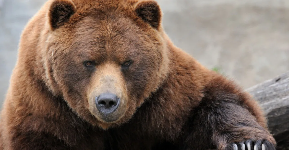 Kopřivnice varuje občany před medvědem. Je plachý, ale může se bránit