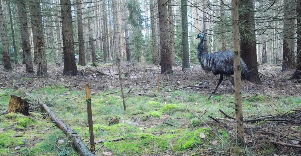 Fotopast zachytila. jak se v Českém Švýcarsku prochází pták emu