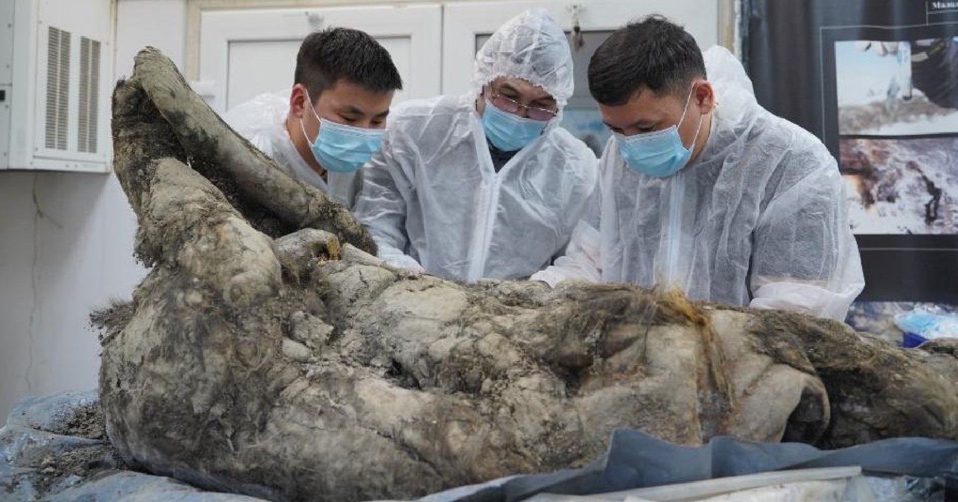 Siberian ice released the body of a prehistoric bear.  Scientists knew what he ate before he died