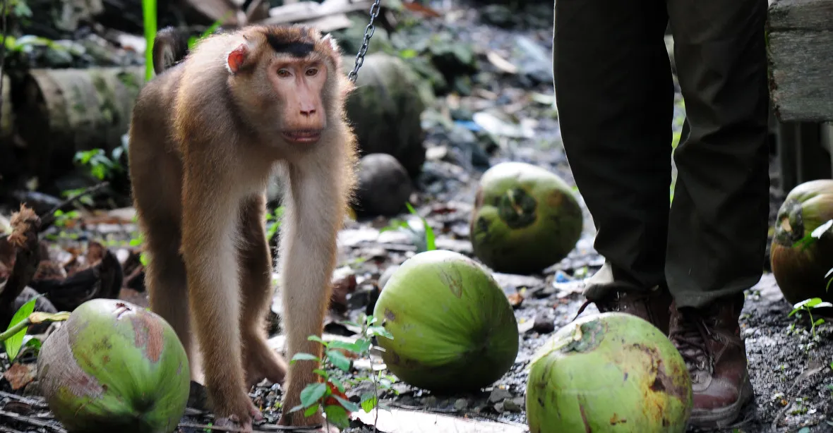 GALERIE: Thajsko stále čelí obvinění z nucených opičích prací. Makakové v řetězech sbírají kokosy, tvrdí PETA