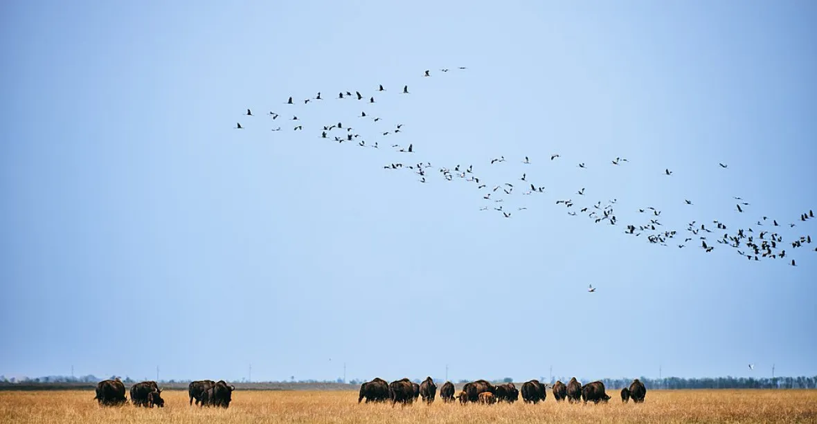„Ekocida.“ Rusové drancují „Ukrajinskou Serengeti“, zabíjí zvířata, kradou traktory a kopou zákopy