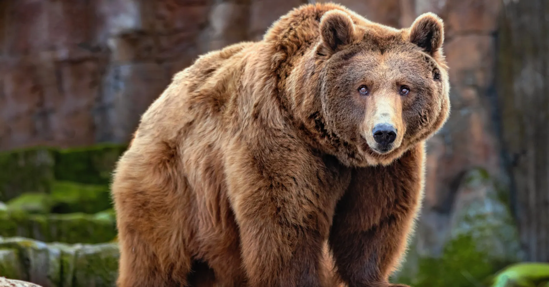 Gli italiani hanno catturato un’orsa che ha ucciso il corridore.  Dovrebbero spenderlo?
