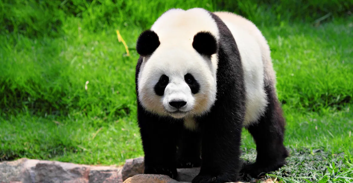Smutek v thajské zoo. Nečekaně uhynula panda půjčená z Číny