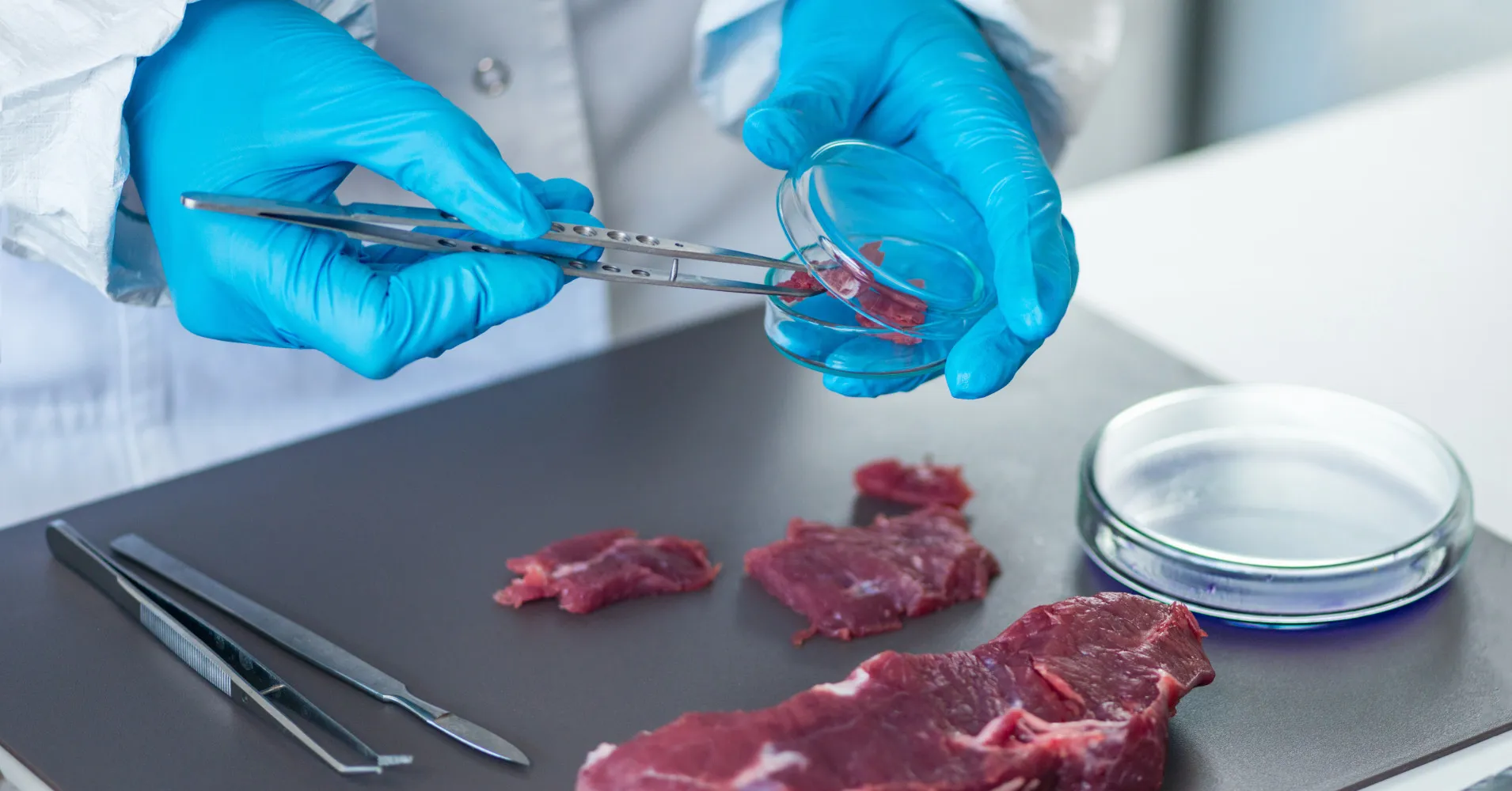 Il cibo coltivato in laboratorio è pericoloso, afferma il ministro italiano