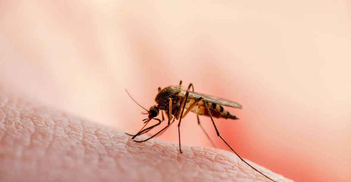 Voňavá mýdla, přitahují komáry, zjistili vědci