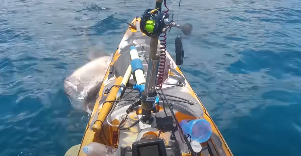 VIDEO: Žralok zaútočil na kajakáře, který rybařil u pobřeží Havaje