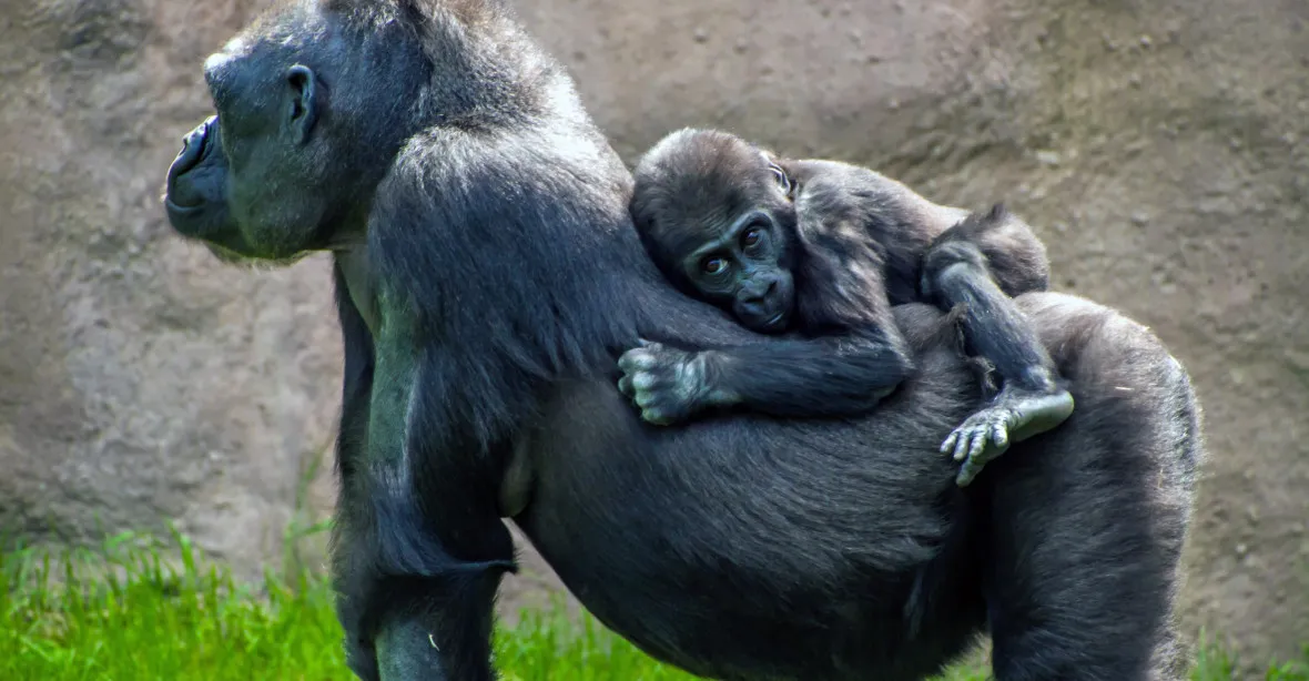 Nový přírůstek pražské zoo: Gorila Duni, dcera slavné Moji, je březí