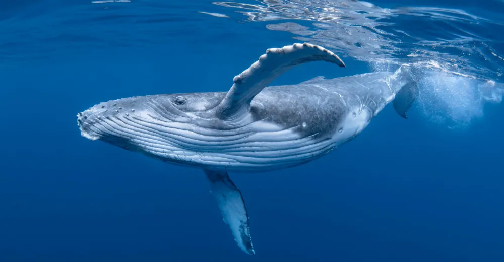 „Ruská“ špionážní velryba se objevila u švédského pobřeží, jmenuje se Hvaldimir