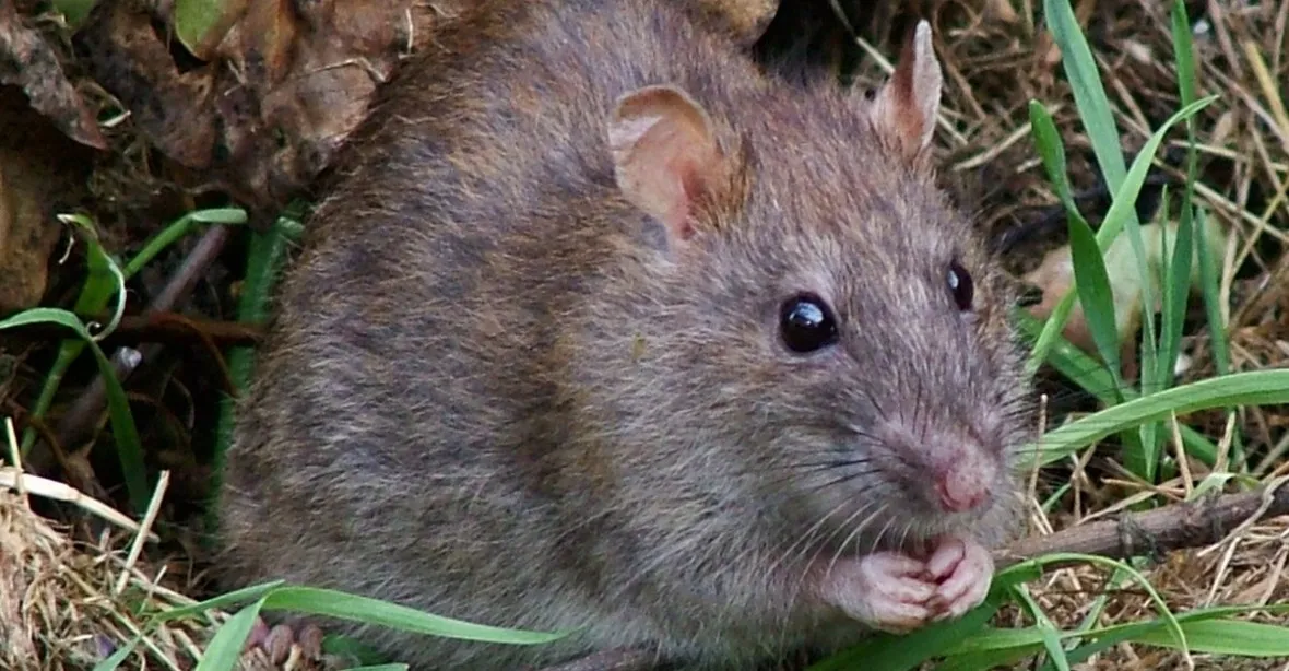 Proč nemůžeme být přátelé?, ptá se potkanů pařížská starostka a ukončuje krutý boj metropole proti hlodavcům