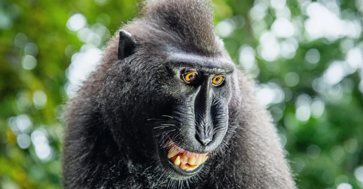 Opice z děčínské zoo jsou dál na útěku, muž pod vlivem THC poškodil ohradník