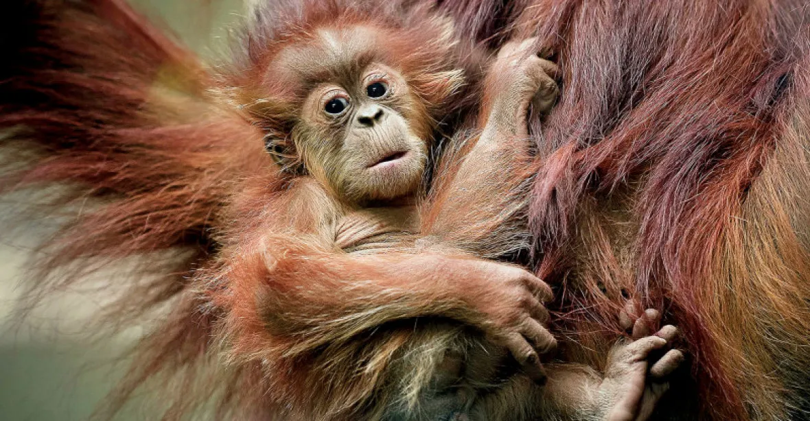 Globální síť sadistů se bavila týráním opic. Předháněli se v brutalitě