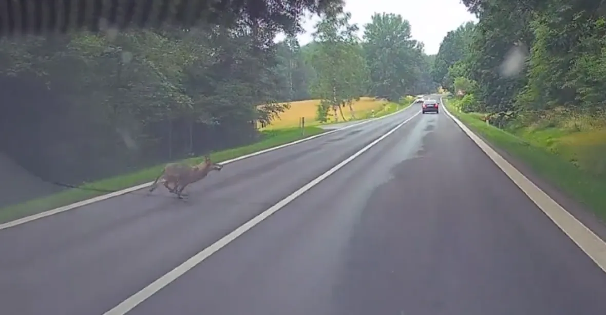 VIDEO: Před autem na silnici se náhle zjevil vlk