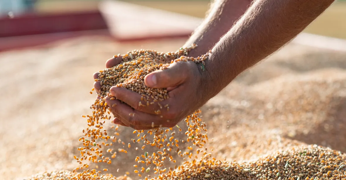 Ceny pšenice vystřelily na pětiměsiční maximum. Reagují na ruské útoky na ukrajinské přístavy