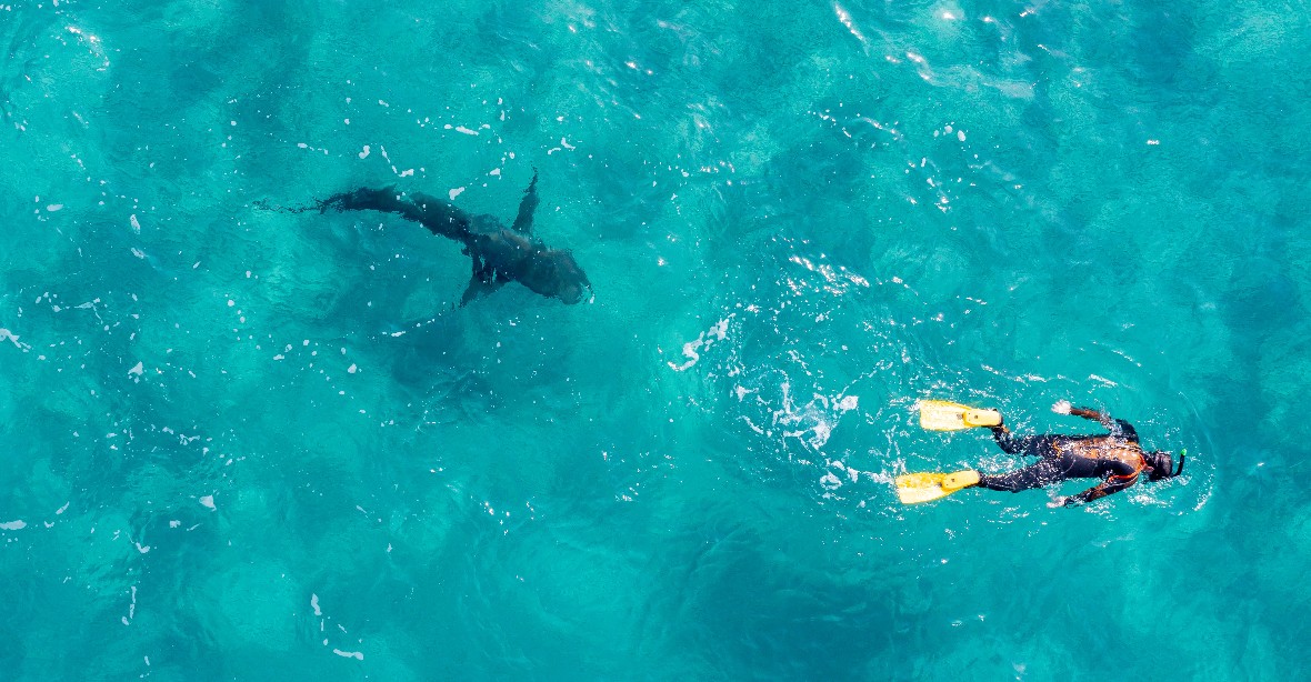 Žraloci jsou lidem blíže, než jsme si mysleli. Hrozivé predátory odhalily i amatérské drony