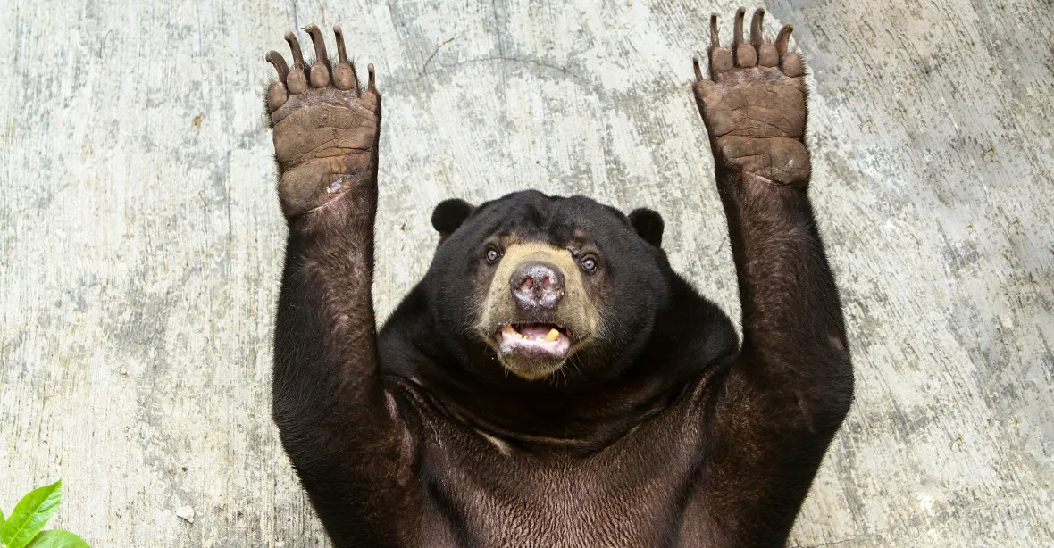 VIDEO: „Naši medvědi jsou skuteční.“ Čínská zoo popřela, že ukazuje člověka v kostýmu