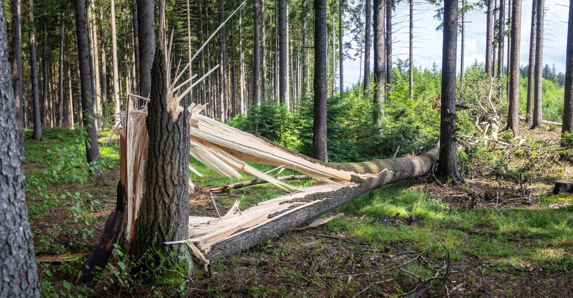 Strom zlomený při bouřce zranil muže v Beskydech. Větev spadla na autobus na jihu Čech