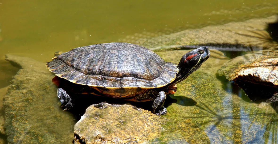 Tříčlenná rodina u krádeže želvy z muzea v České Lípě, na vrácení má dva týdny