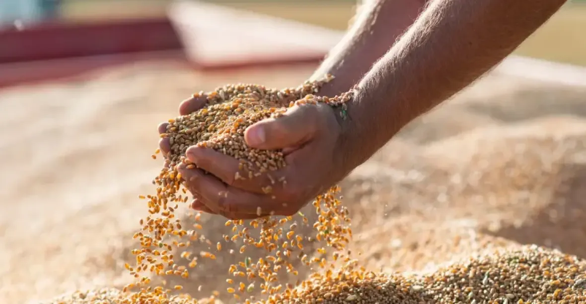 Rusko kontroluje světový trh s pšenicí. Překonalo sankce, hlavního konkurenta vyřadilo