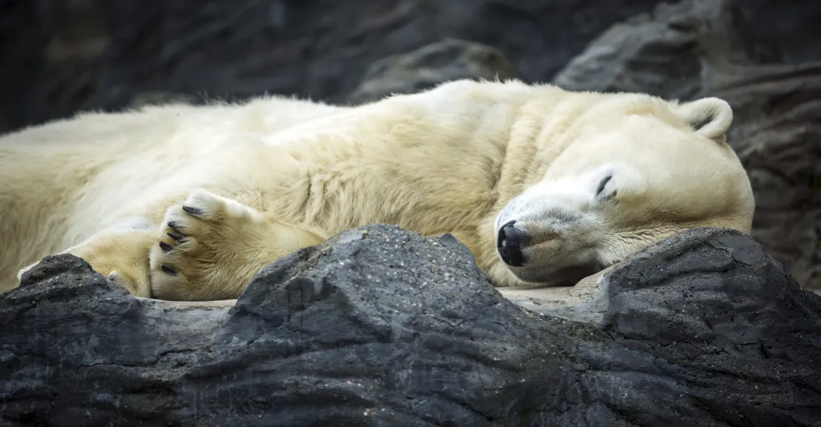Pražská zoo přišla o lední medvědici Bertu, museli ji utratit